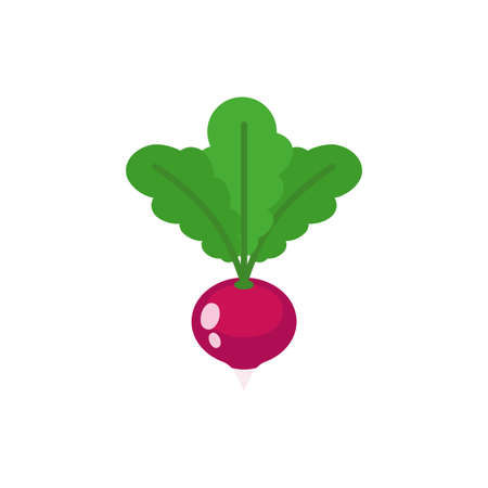 Radish isolated. vegetable garden vector illustration.のイラスト素材