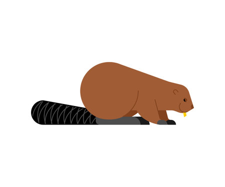 Beaver isolated. swamp rodent Vector illustrationのイラスト素材