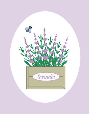 Lavender flowers in a wooden box with a fly. Concept vector illustration in a flat style. Perfect for internet publications, greeting cards or printing.のイラスト素材