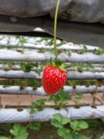 Strawberryの素材