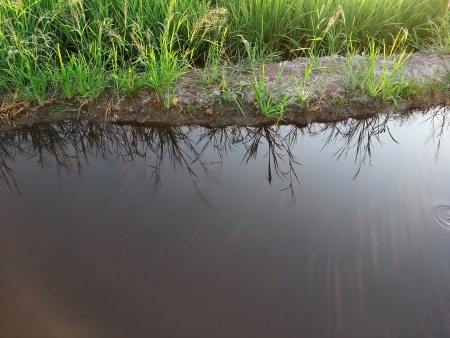Reflection weedの写真素材