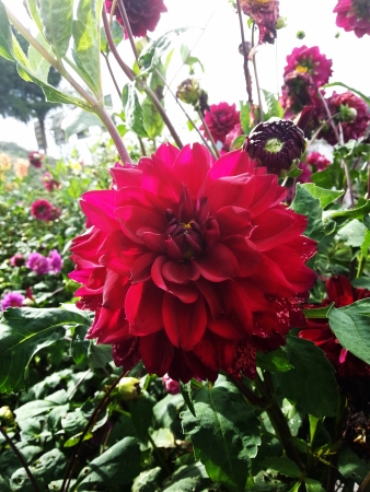 Flowerの写真素材