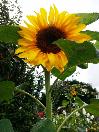 Sunflowerの写真素材