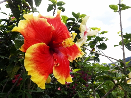 Hibiscusの写真素材