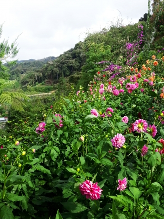 Gardenの写真素材