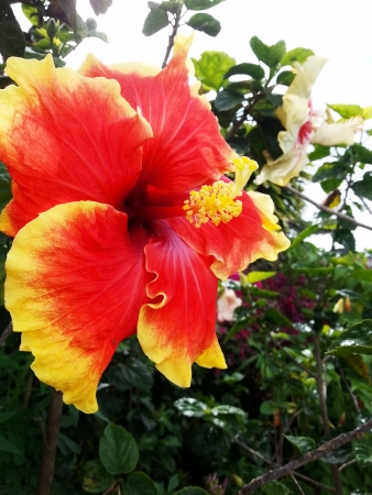Hibiscusの写真素材
