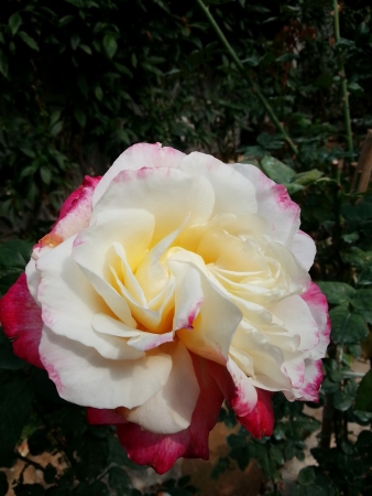 White roseの写真素材
