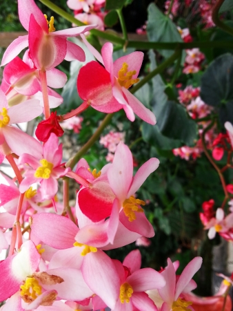 Orchidsの写真素材