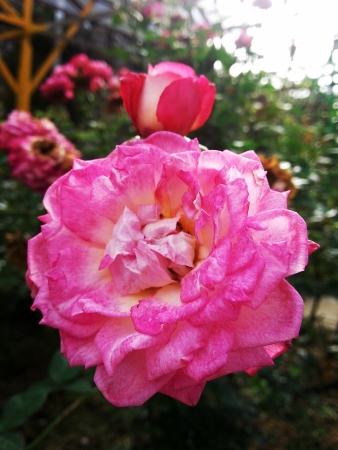 Roseの写真素材