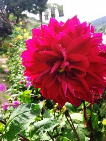 Flowerの写真素材