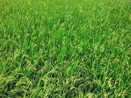 Paddy fieldの素材