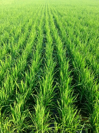 Paddy fieldの素材