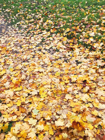 Maple leaf dried on the ground symbolized fall seasonの写真素材