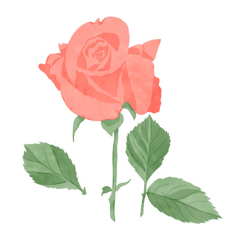 Set of elements: rose flower with leaves, highlighted on a white background, digital watercolor illustration. For the design of textiles, interior, clothing, wallpaper, tableware, stationeryの写真素材