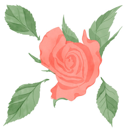 Set of elements: rose flower with leaves, highlighted on a white background, digital watercolor illustration. For the design of textiles, interior, clothing, wallpaper, tableware, stationeryの写真素材