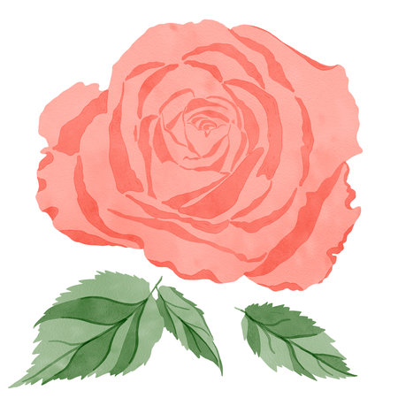 Set of elements: rose flower with leaves, highlighted on a white background, digital watercolor illustration. For the design of textiles, interior, clothing, wallpaper, tableware, stationeryの写真素材