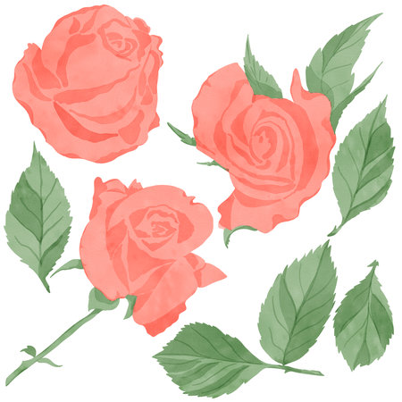 Set of elements: a scarlet rose flower with green leaves isolated on a white backgroundの写真素材