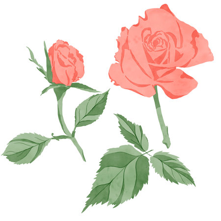 Set of elements: a scarlet rose flower with green leaves isolated on a white backgroundの写真素材