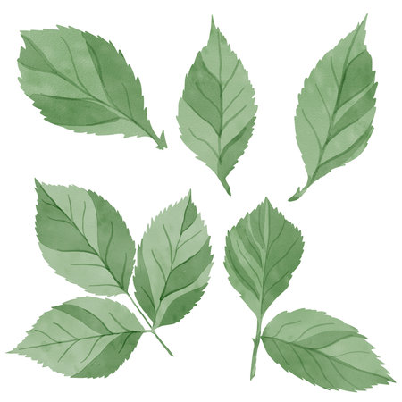 Set of elements green leaves isolated on a white backgroundの写真素材