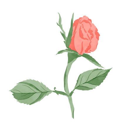 Composition of elements: a scarlet rose flower with green leaves isolated on a white background, handmade digital watercolor illustration. Design templates for textiles, interior, clothing, wallpaper, tableware, stationery.の写真素材