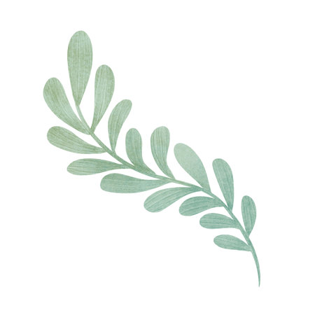 Branch of plant with rounded green leaves, handmade digital illustration isolated on white background. For creating holiday greeting cards and invitations, packaging, printing on textiles, wallpaper.の写真素材