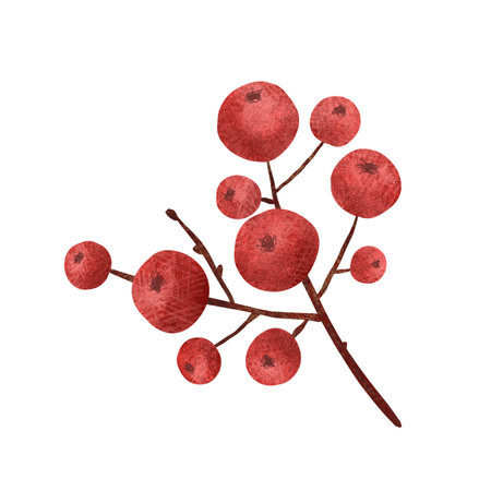 Christmas red holly berries, unique hand drawn digital illustration isolated on white background. For creating holiday greeting cards and invitations, packaging, printing on textiles, wallpaper.の写真素材