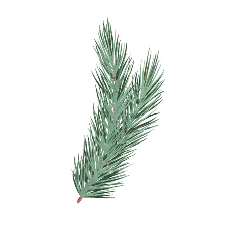 Pine spruce green branch, unique hand drawn digital illustration isolated on white background. For creating holiday greeting cards and invitations, packaging, printing on textiles, wallpapers.の写真素材