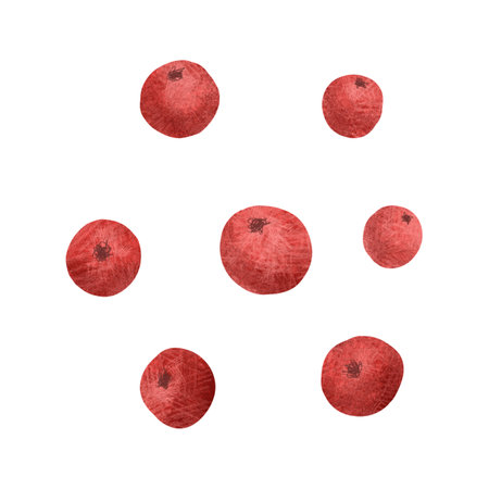 Christmas red holly berries, unique hand drawn digital illustration isolated on white background. For creating holiday greeting cards and invitations, packaging, printing on textiles, wallpaper.の写真素材