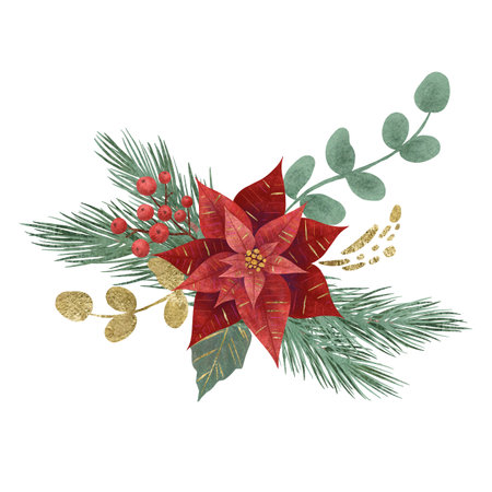 Composition with Christmas flower red poinsettia, fir branches, vegetation and berries isolated on white background. Handmade digital illustration Element for design of postcards, invitations patternsの写真素材