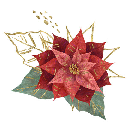 Composition with Christmas flower red poinsettia, fir branches, vegetation and berries isolated on white background. Handmade digital illustration Element for design of postcards, invitations patternsの写真素材