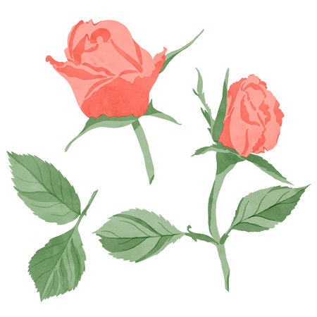 Set of elements: a scarlet rose flower with green leaves isolated on a white background, handmade digital watercolor illustration. Design templates for textiles, interior, clothing, wallpaper, tableware, stationery.の写真素材