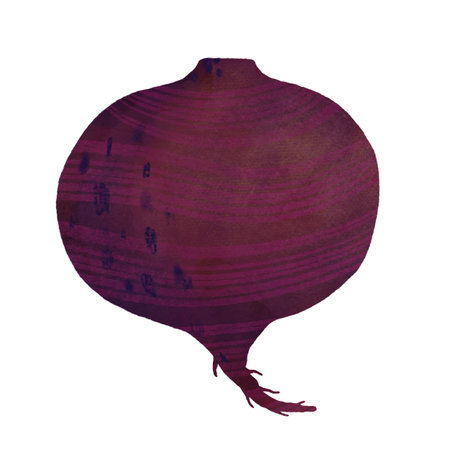 Beetroot, a handmade digital illustration isolated on a white background. An element for the design of packaging and kitchen goods.の写真素材