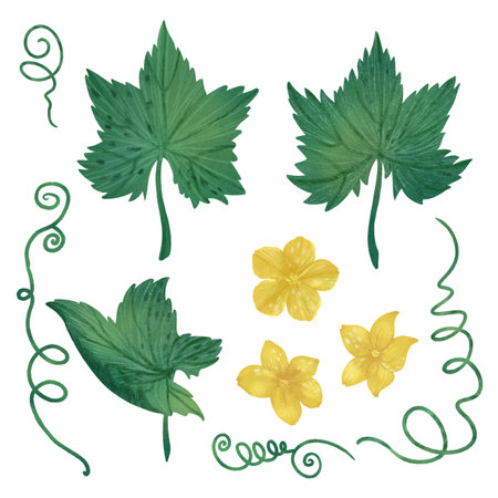 Cucumber leaves, flowers and vine, handmade digital illustration on a white background. A design element for packaging and kitchen accessories.の写真素材