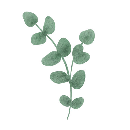 Branch of plant with rounded green leaves, handmade digital illustration isolated on white background. For creating holiday greeting cards and invitations, packaging, printing on textiles, wallpaper.の写真素材