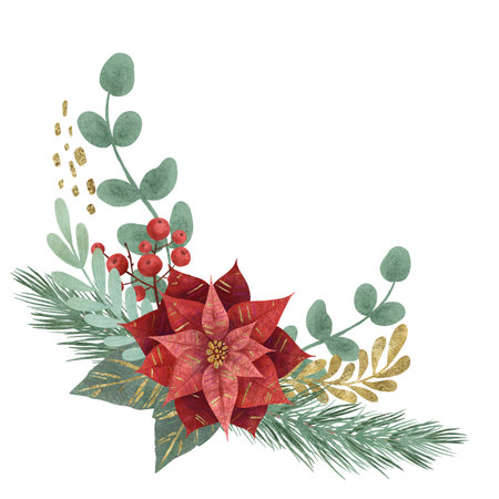 Composition with Christmas flower red poinsettia, fir branches, vegetation and berries isolated on white background. Handmade digital illustration Element for design of postcards, invitations patternsの写真素材