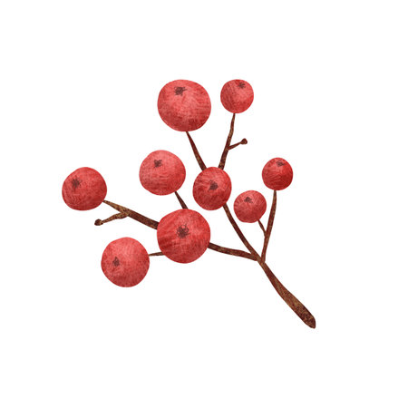 Christmas red holly berries, unique hand drawn digital illustration isolated on white background. For creating holiday greeting cards and invitations, packaging, printing on textiles, wallpaper.の写真素材