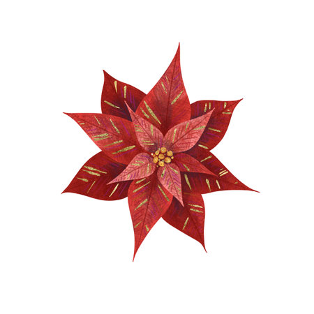 Christmas flower red poinsettia, unique digital handmade illustration isolated on white background. For creating holiday greeting cards and invitations, packaging, printing on textiles, wallpapers.の写真素材