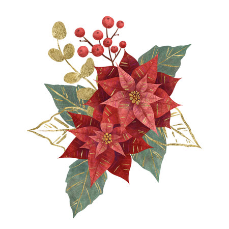 Composition with Christmas flower red poinsettia, fir branches, vegetation and berries isolated on white background. Handmade digital illustration Element for design of postcards, invitations patternsの写真素材