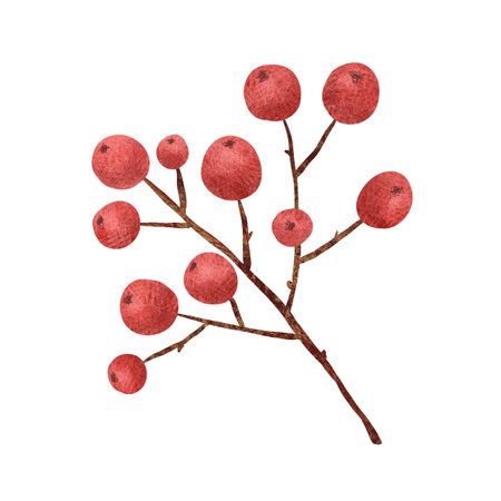 Red holly berries, unique hand drawn digital illustration isolated on white background. For creating holiday greeting cards and invitations, packaging, printing on textiles, wallpaper.の写真素材