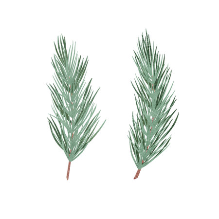Pine spruce green branch, unique digital hand drawn illustration isolated on white background.の写真素材
