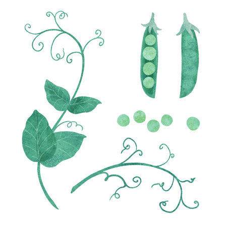 Ripe green peas with twigs curls and leaves, digital illustration on a white backgroundの写真素材