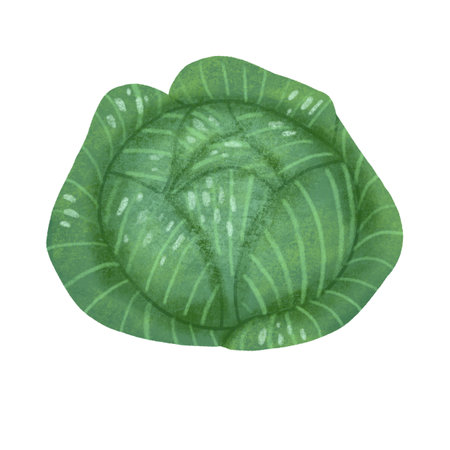 White cabbage, large, green, a digital illustration isolated on a white background. An element for the design of packaging food and kitchen goodsの写真素材