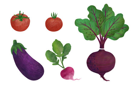Vegetable set: beetroot, tomatoes, eggplant, radish isolated on a white background. An element for designing food and kitchen goods. Handmade digital illustrationの写真素材
