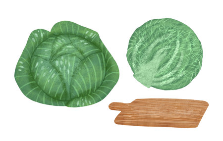 Set: white cabbage, large, green, whole, sliced, wooden cutting board for groceries on a white background. An element for designing food and kitchen goods. Handmade digital illustrationの写真素材
