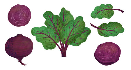 Set: beetroot with leaves, isolated on a white background. An element for designing food and kitchen goods. Handmade digital illustrationの写真素材