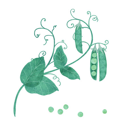 Ripe green peas with twigs and leaves, composition on a white background. An element for decorating food and kitchen accessories. Handmade digital illustrationの写真素材
