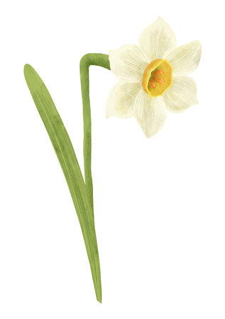 The narcissus flower is white and yellow, a digital handmade illustration on a white background.の写真素材