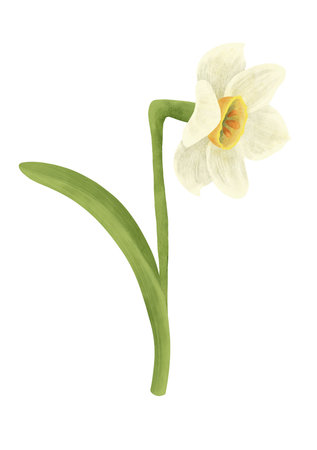 The narcissus flower is white and yellow, a digital handmade illustration isolated on a white background. An element for the design of postcards, invitations, packaging, textiles, wallpaper.の写真素材