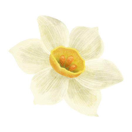 The narcissus flower is white and yellow, a digital handmade illustration isolated on a white background. An element for the design of postcards, invitations, packaging, textiles, wallpaper.の写真素材
