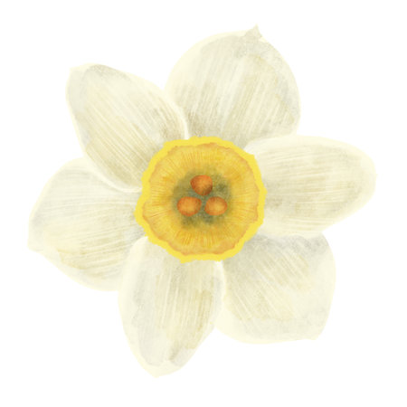 The narcissus flower is white and yellow, a digital handmade illustration on a white background.の写真素材